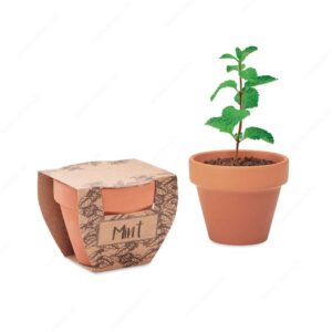 Biljka MINT POT sjeme mente u posudi od terakote