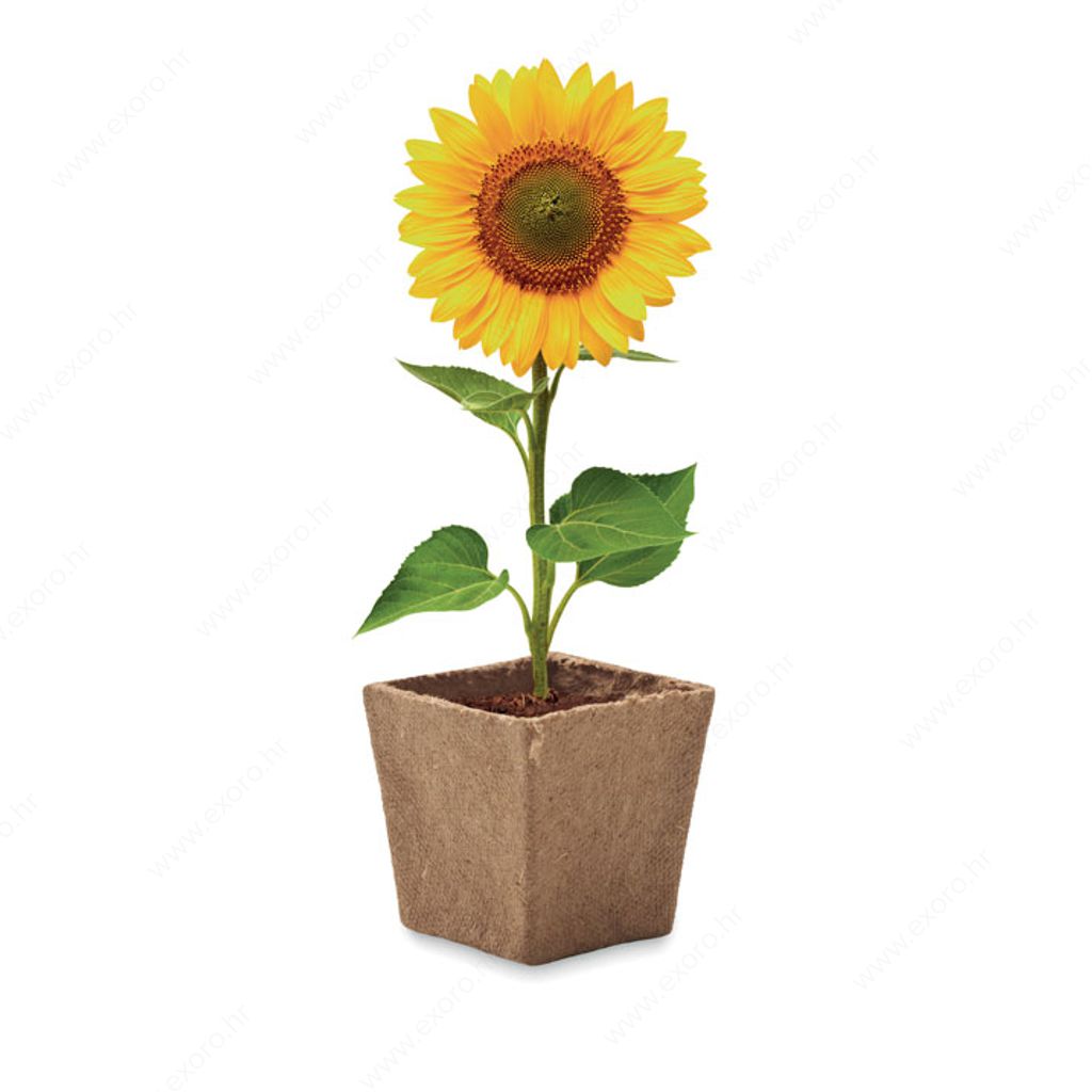 MO2411-13 Biljka SUNFLOWER KIT set za uzgoj suncokreta