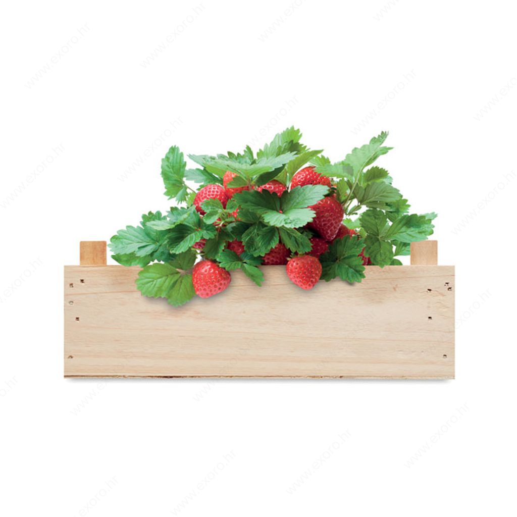 MO6506-40 Biljka STRAWBERRY set za uzgoj jagoda